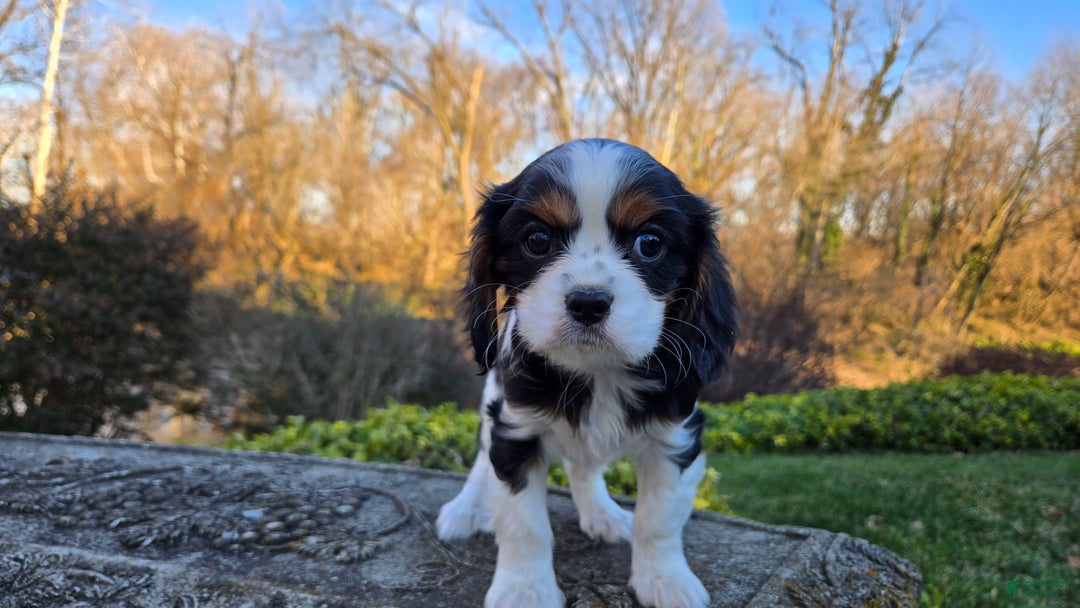Cavalier King Charles Spaniel dogs for sale: Vance - Ad 11