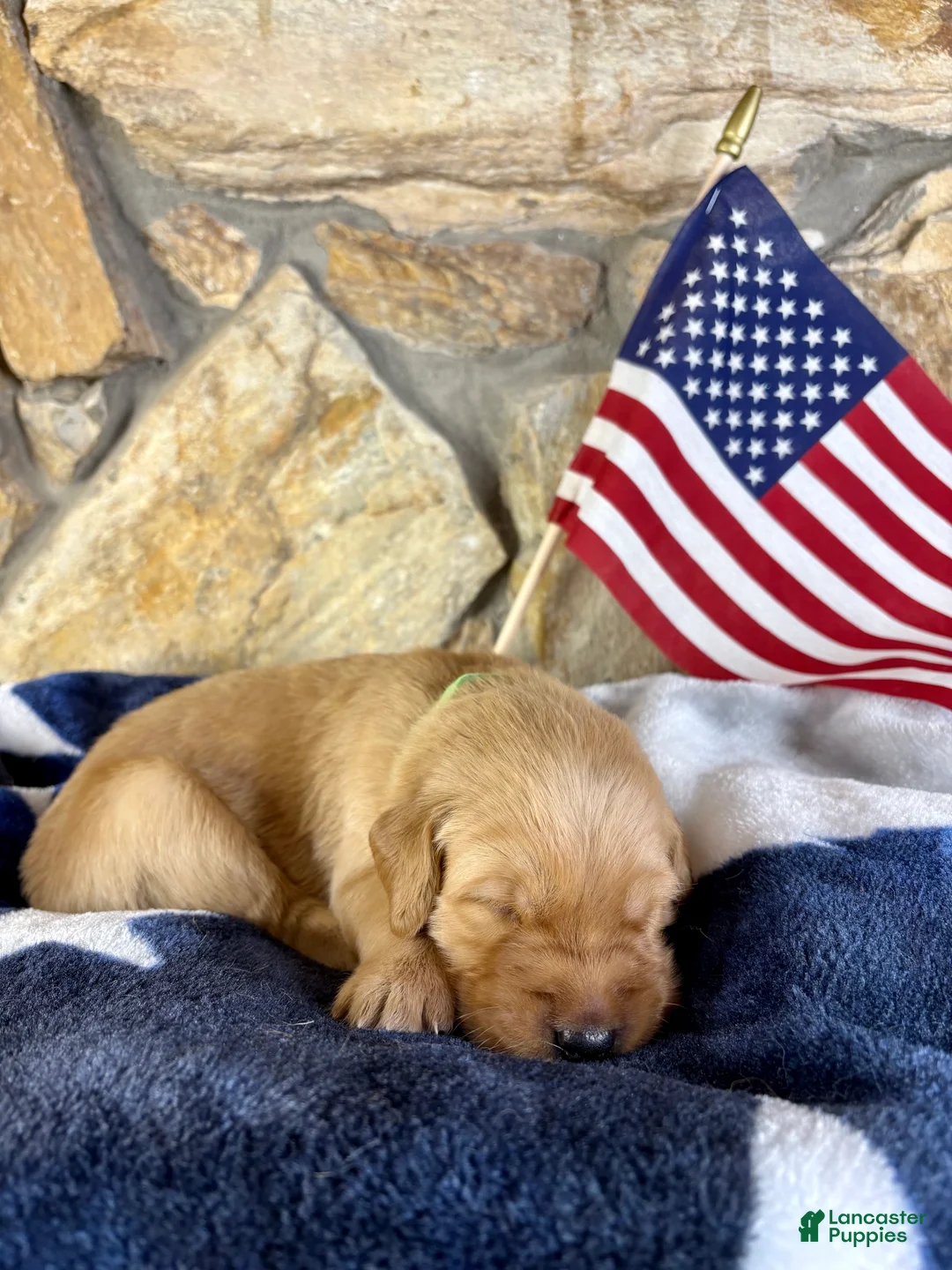 Golden Retriever dogs for sale: Penny’s Mr Green - Ad 1