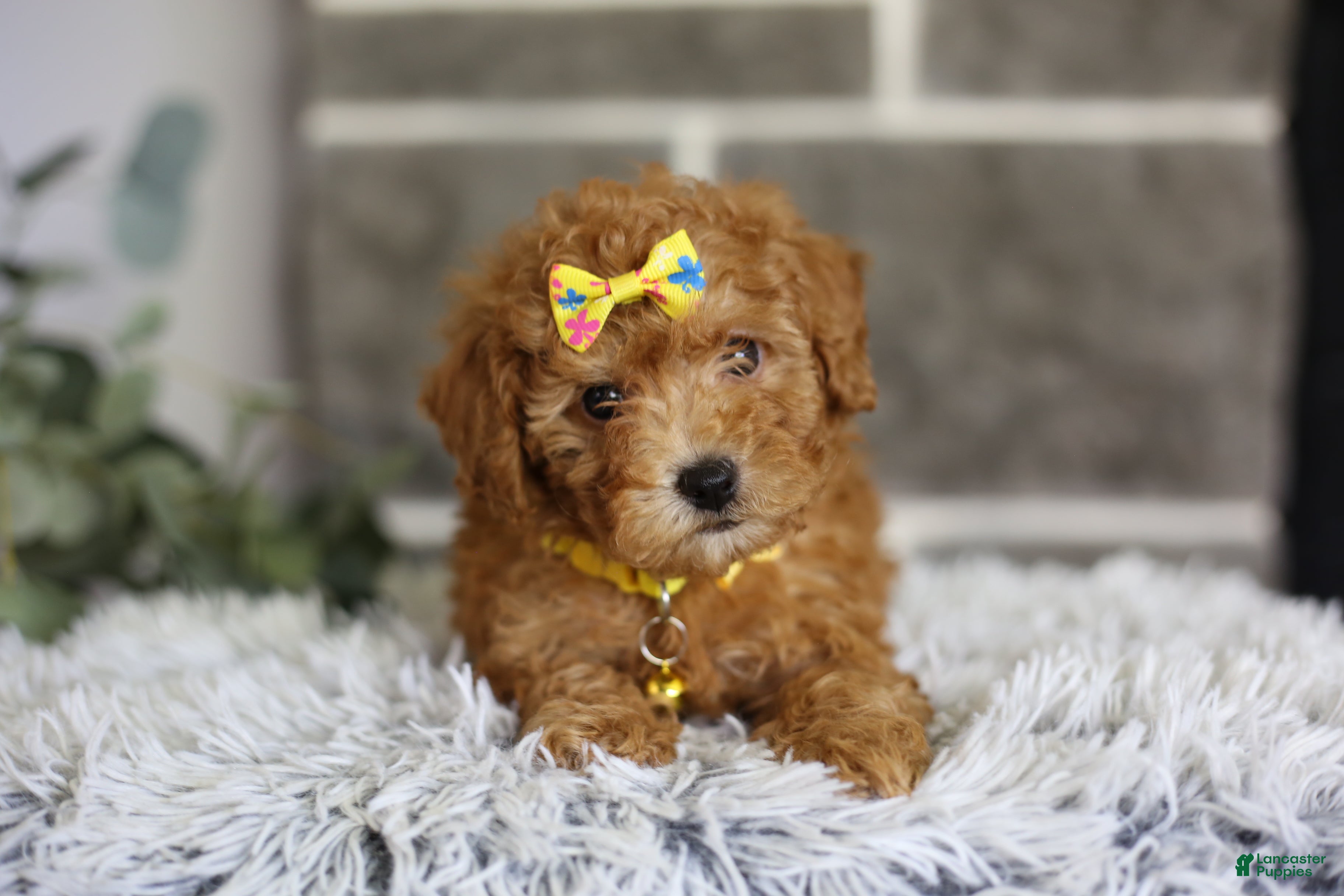 Toy Poodle dogs Amara  - Ad 2
