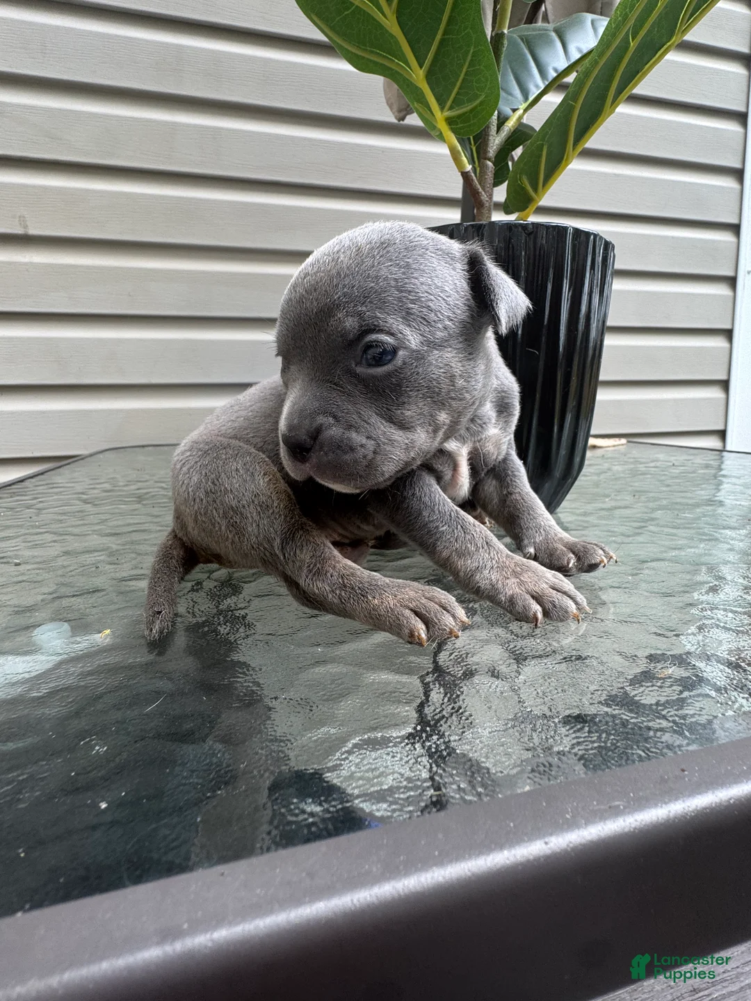 American Bully dogs for sale: American Bully 2 - Ad 2