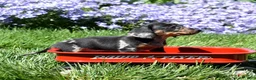 Miniature Dachshund dogs for sale: Marbles - Ad 6