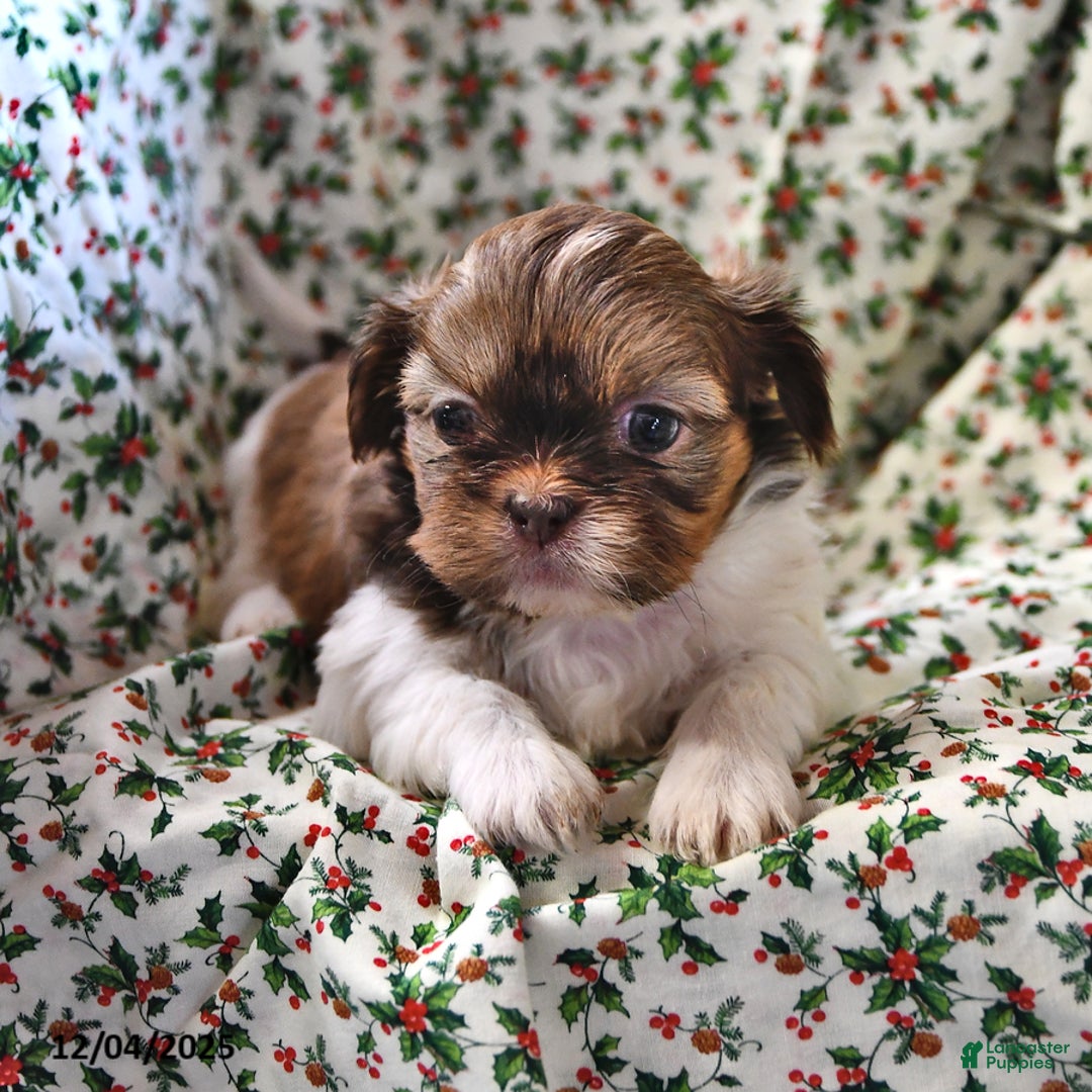 Shih Tzu dogs for sale: Grace - Ad 1
