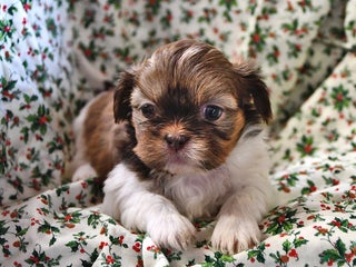 Shih Tzu dogs Grace - Ad 40