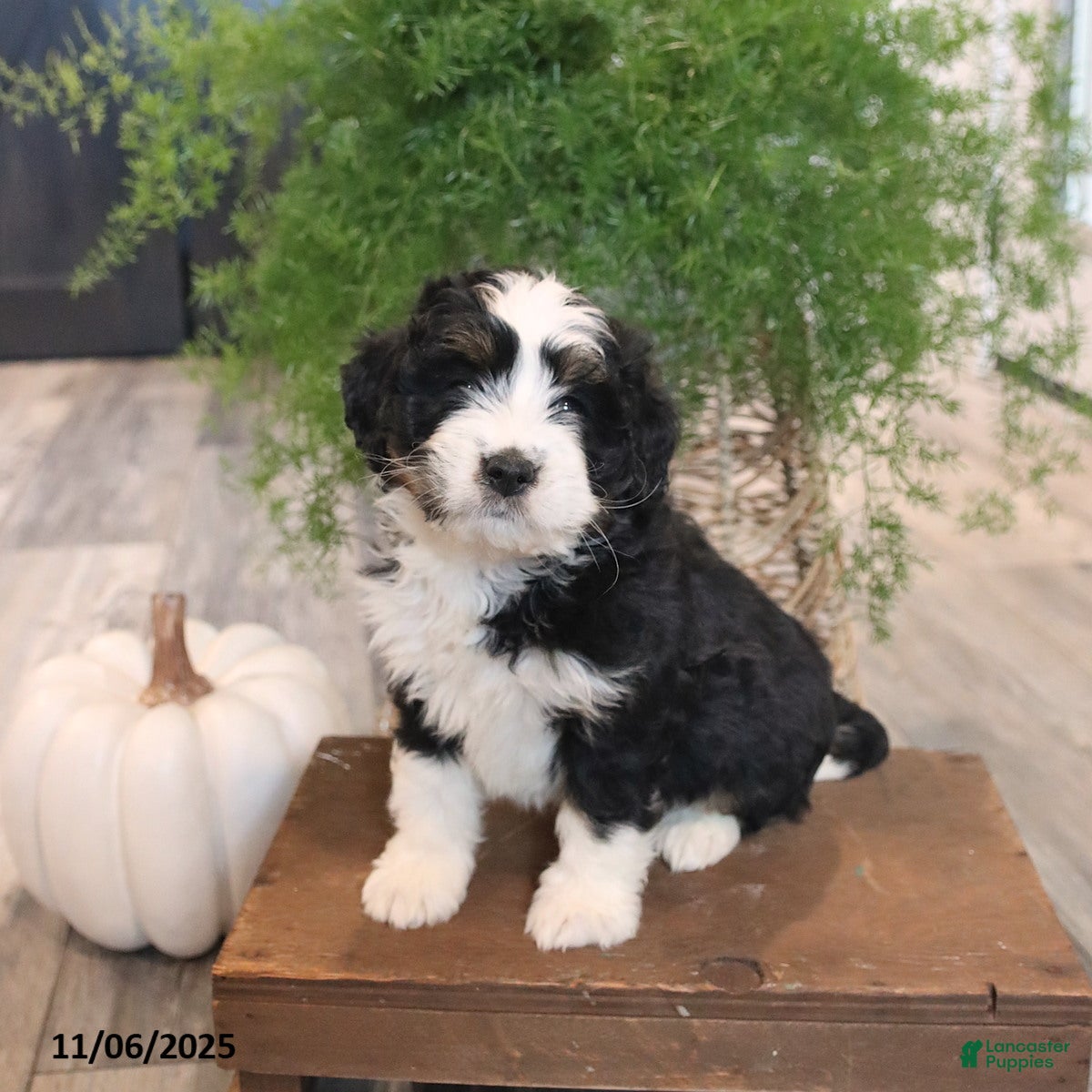Mini Bernedoodle dogs Sugar - Ad 3