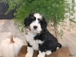 Mini Bernedoodle dogs Sugar - Ad 40