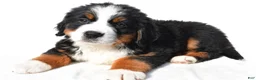 Bernese Mountain Dog dogs for sale: Bailey - Ad 10