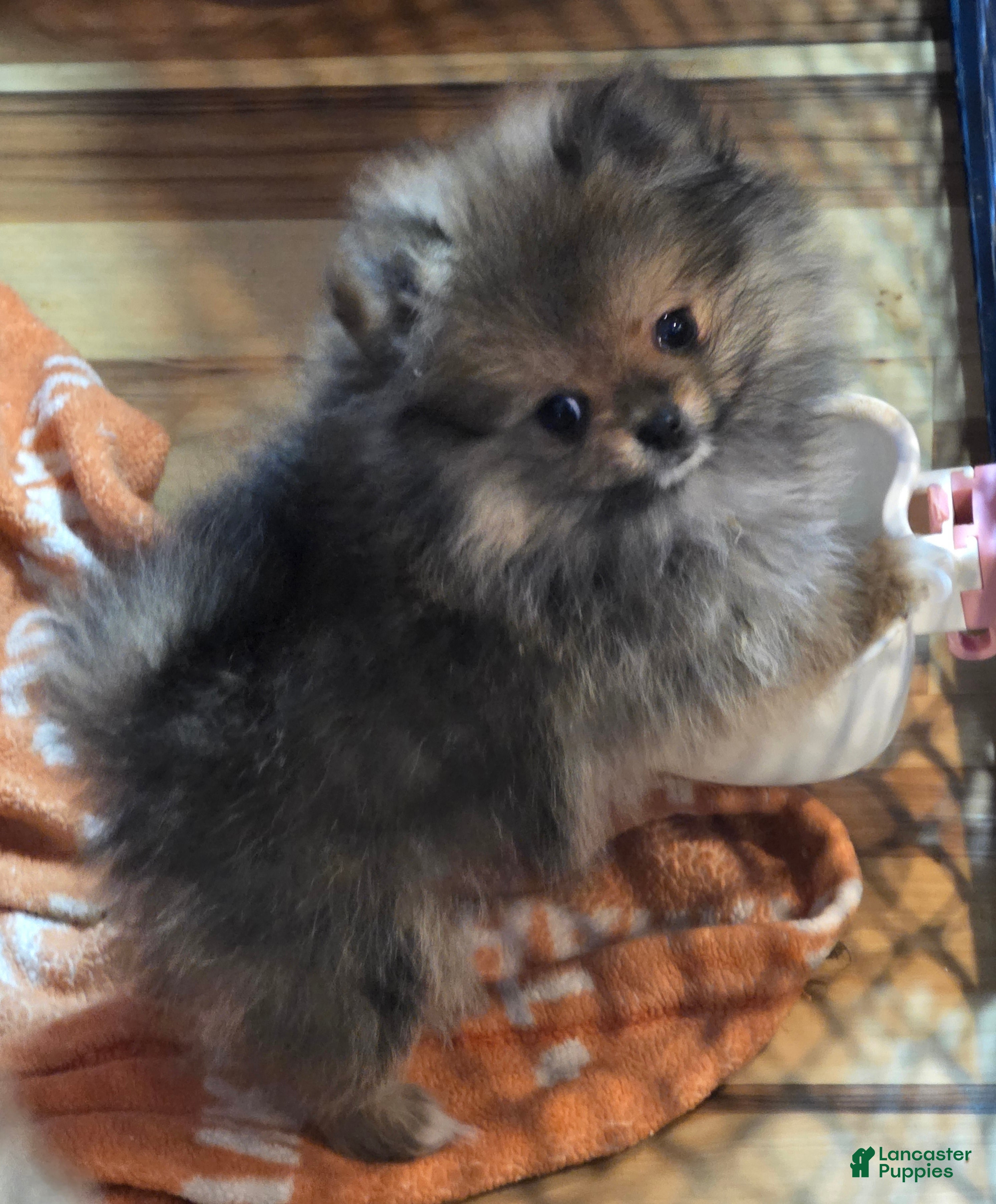 Pomeranian dogs Pomeranian Puppy 1 - Ad 28