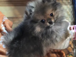 Pomeranian dogs Pomeranian Puppy 1 - Ad 28