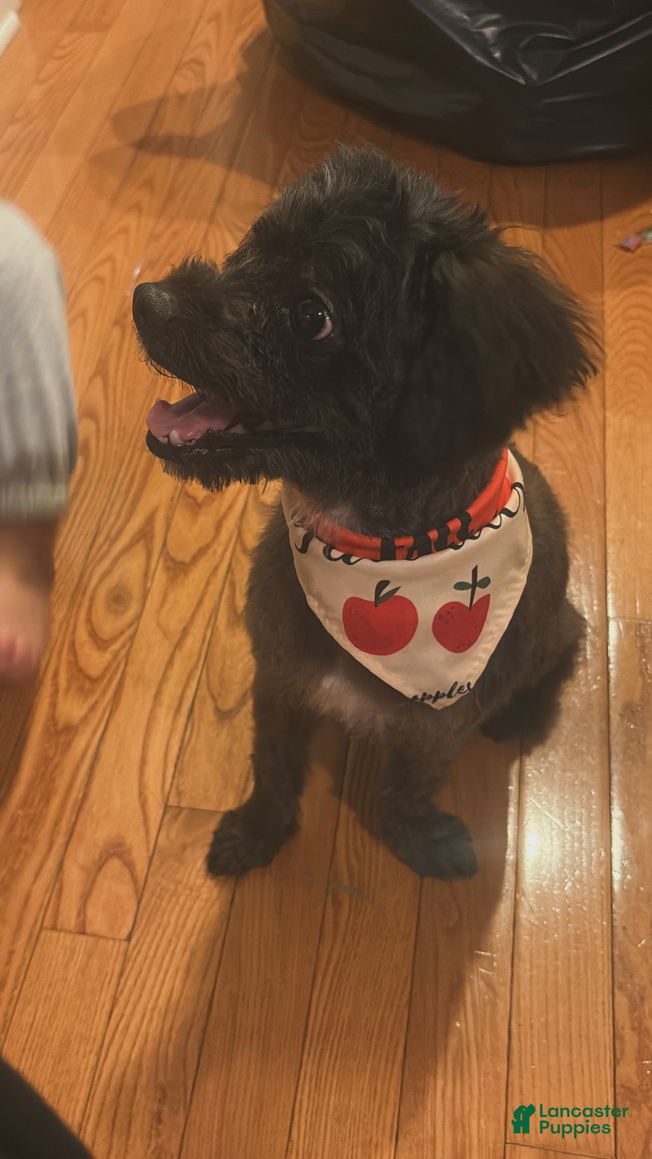 Mixed Breed dogs Vuitton - Ad 1