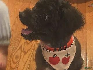 Mixed Breed dogs Vuitton - Ad 1