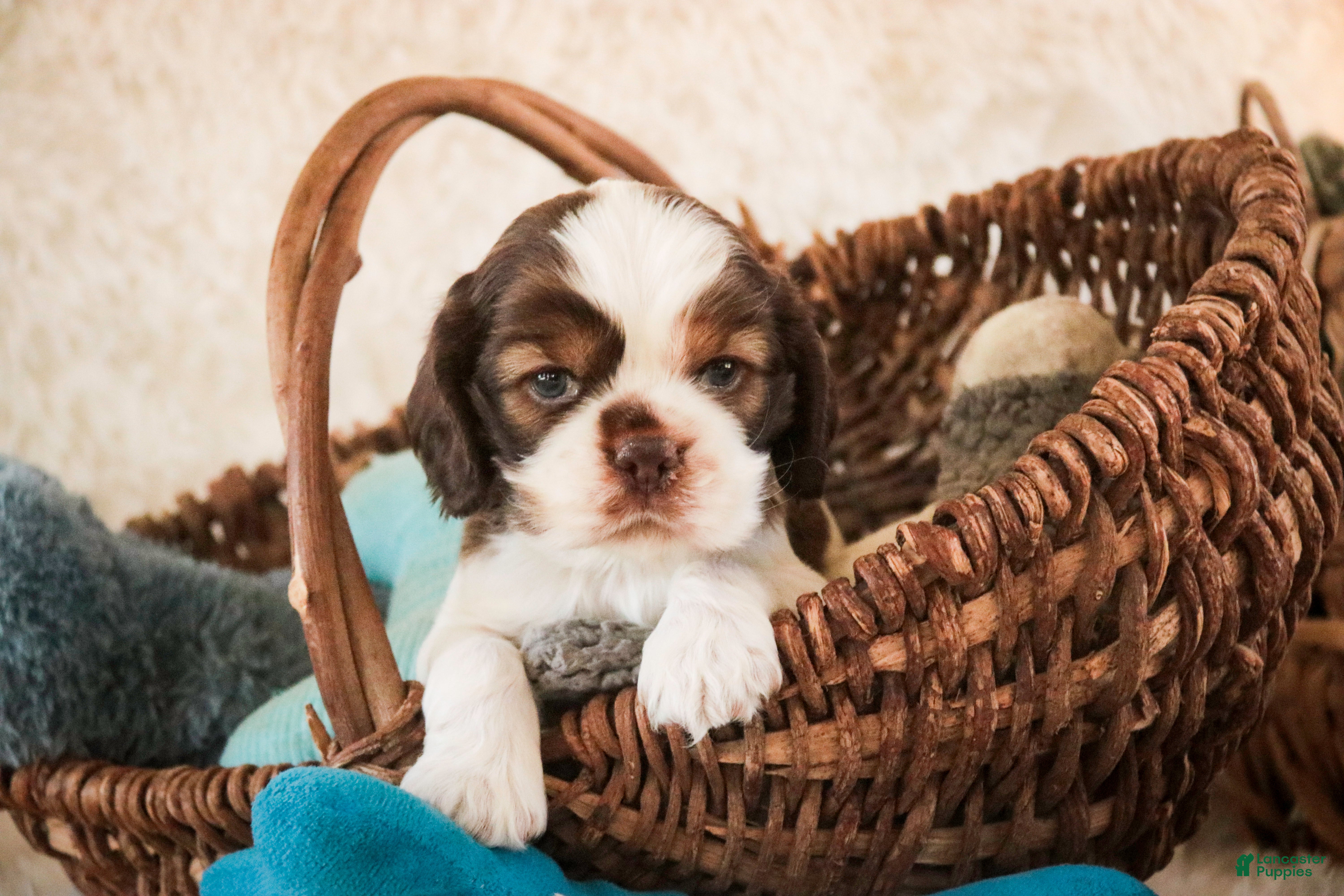 Cocker Spaniel dogs Drake - Ad 1