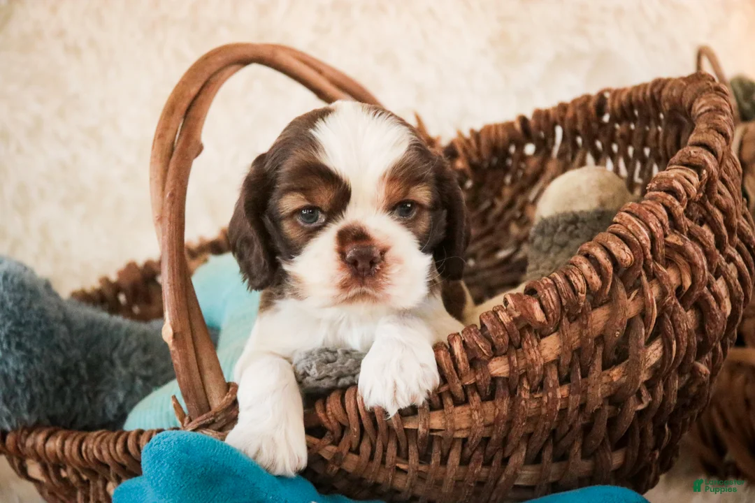 Cocker Spaniel dogs for sale: Drake - Ad 1