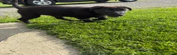 Sheprador dogs for sale: Cocoa - Ad 3