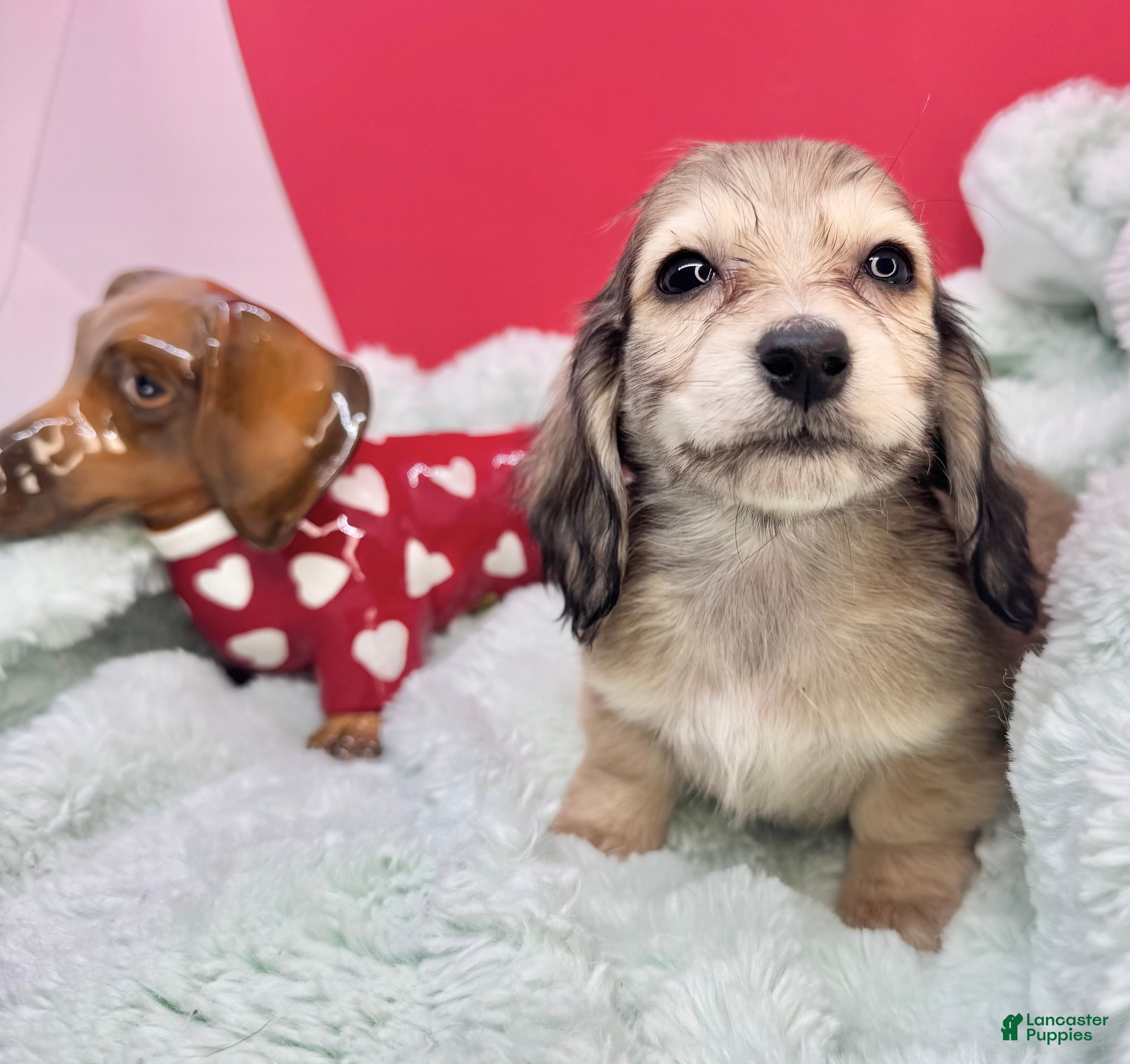 Miniature Dachshund dogs CReam  - Ad 19