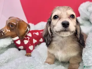 Miniature Dachshund dogs CReam - Ad 15