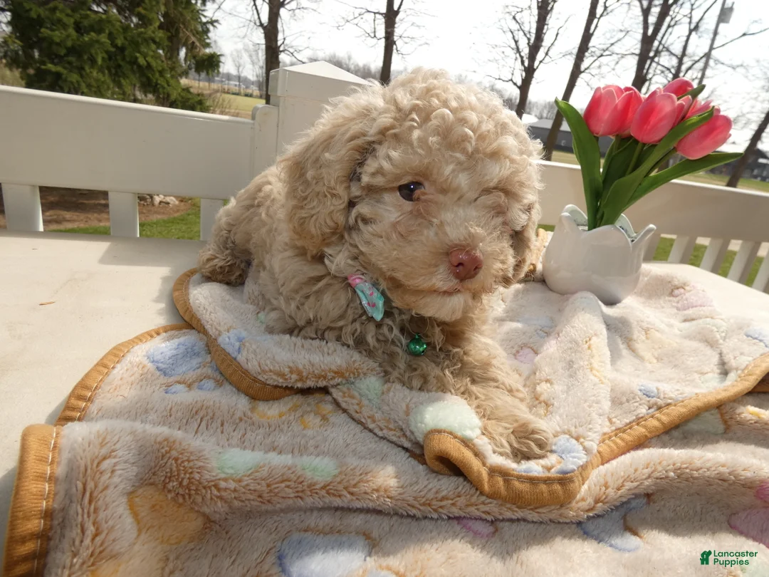 Toy Poodle dogs for sale: Toy Poodle Puppy 2 Sugar - Ad 1
