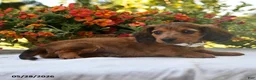 Dachshund dogs for sale: Oscar - Ad 3