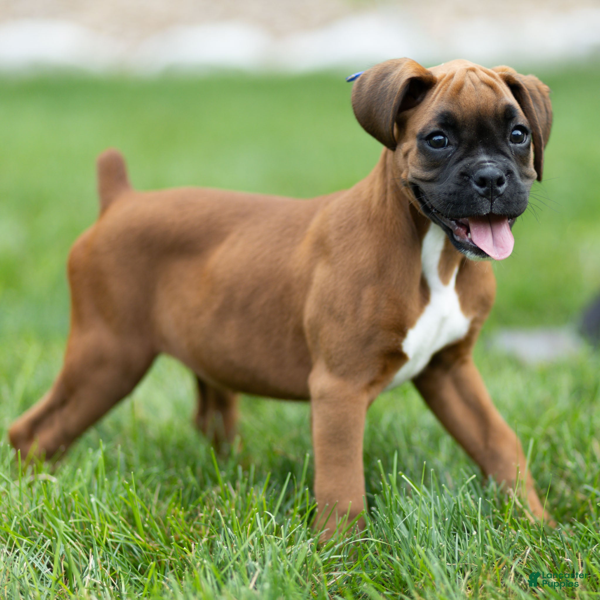Boxer dogs Neva Boxer  - Ad 2