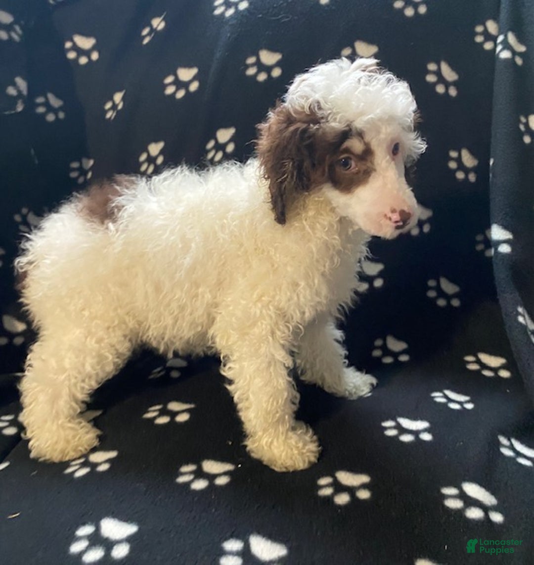 Miniature Poodle dogs for sale: Skipper - Ad 3