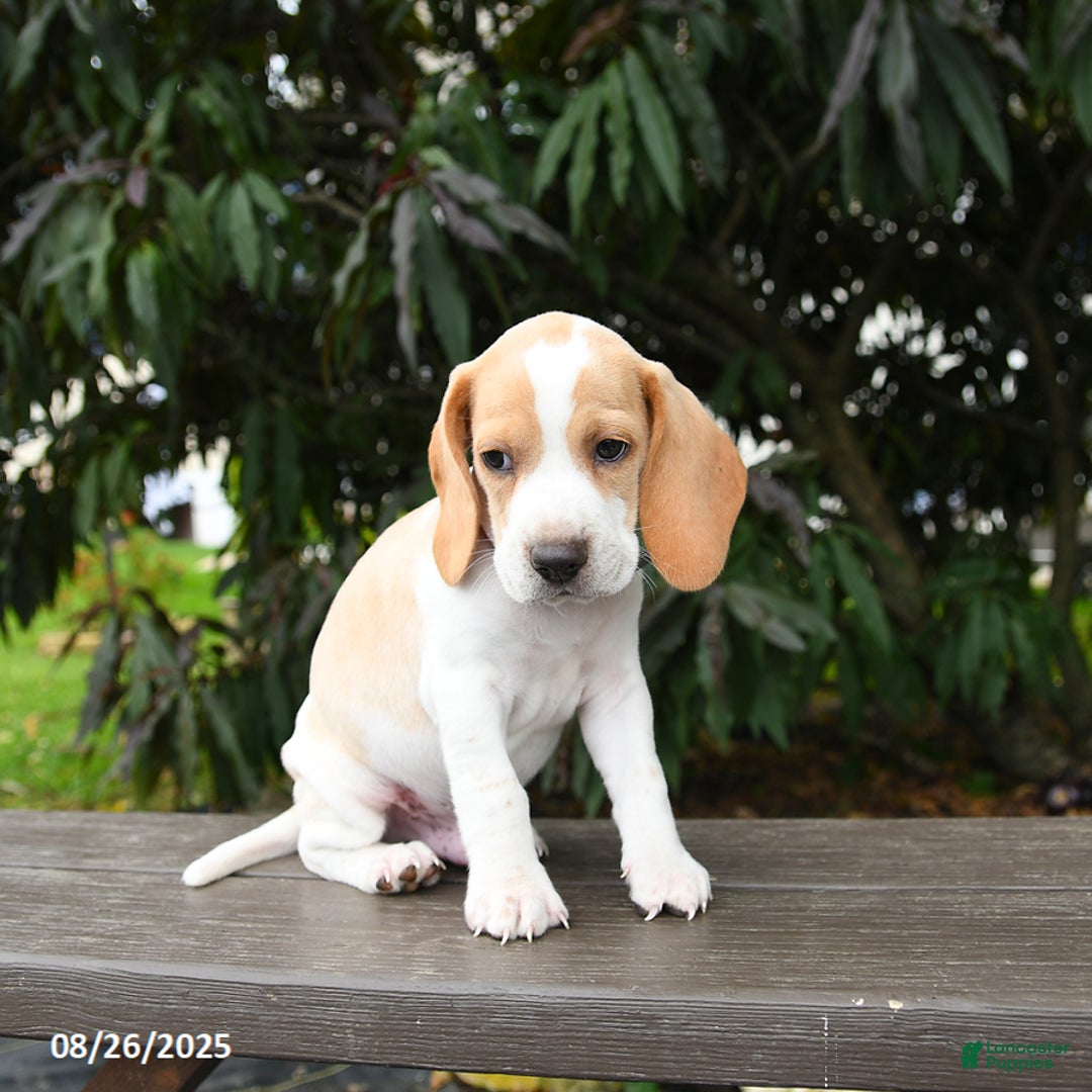 Lemon Beagle Basset Hound Mix Hound Spo Beagles For Sale Basset
