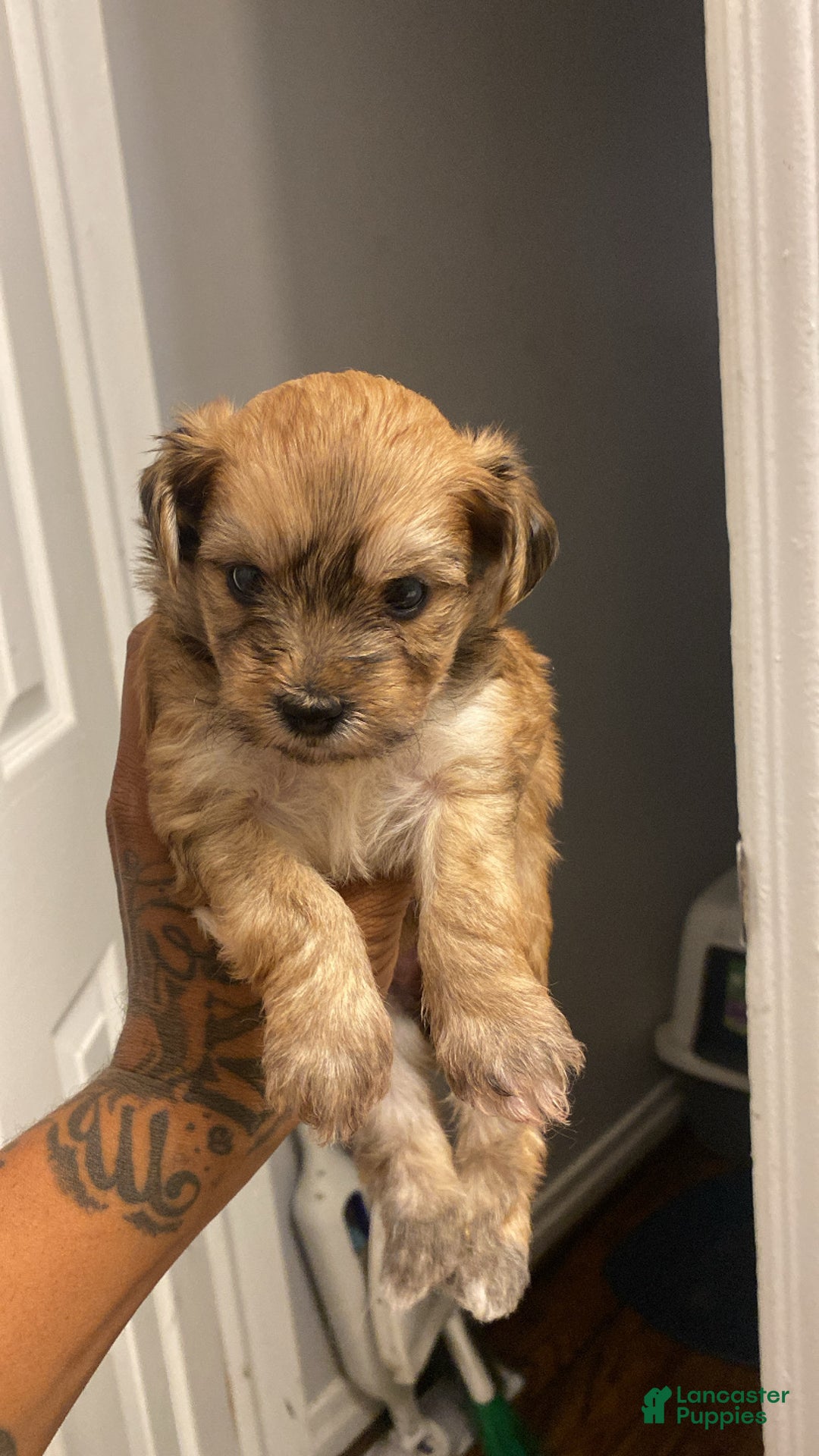 Yorkshire Terrier dogs for sale: Rubys Litter - Ad 8