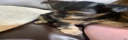 Chorkie dogs for sale: Chorkie Puppy 1 - Ad 2