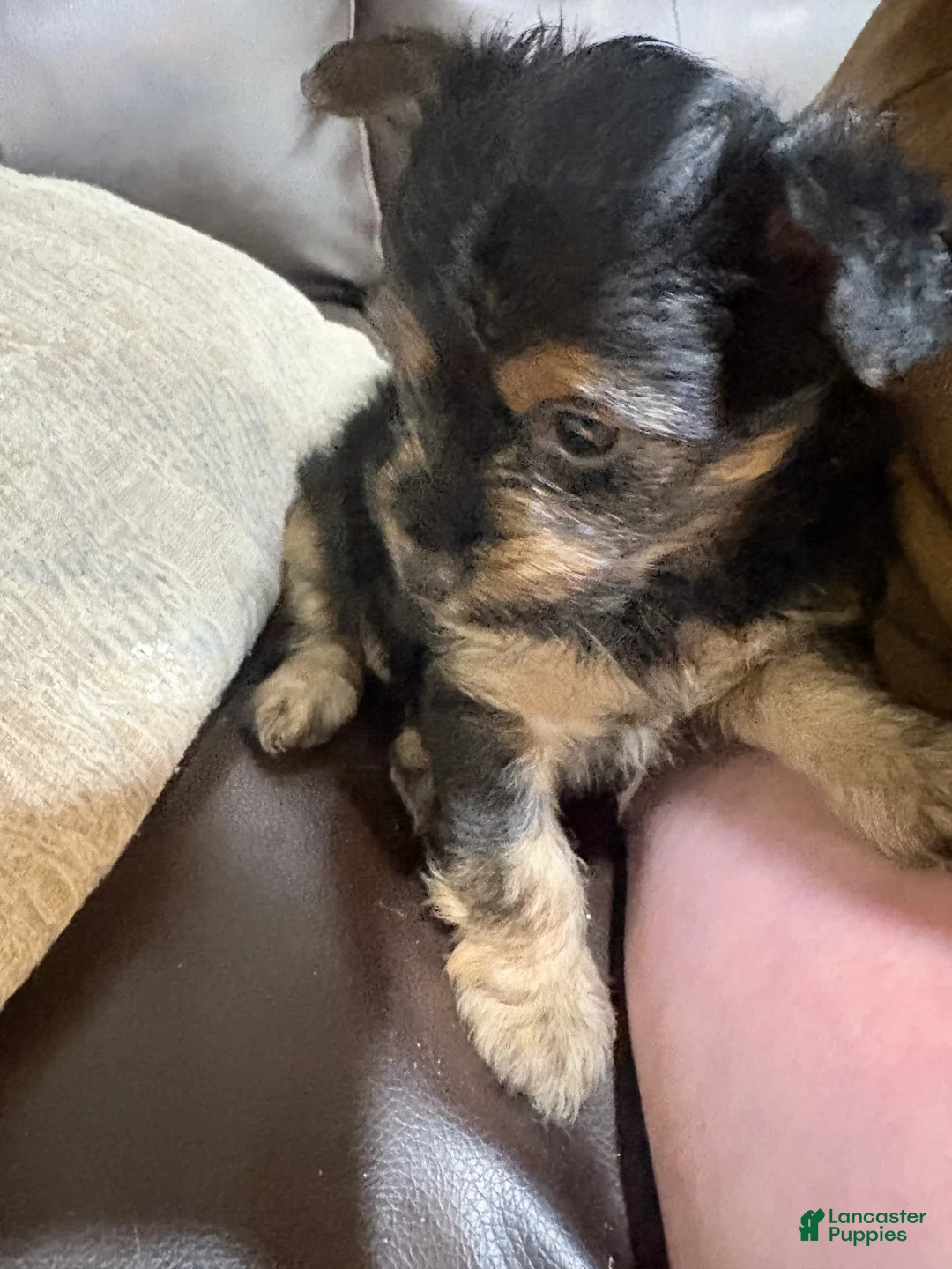 Chorkie dogs for sale: Chorkie Puppy 1 - Ad 2