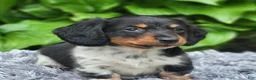 Miniature Dachshund dogs for sale: James - Ad 7