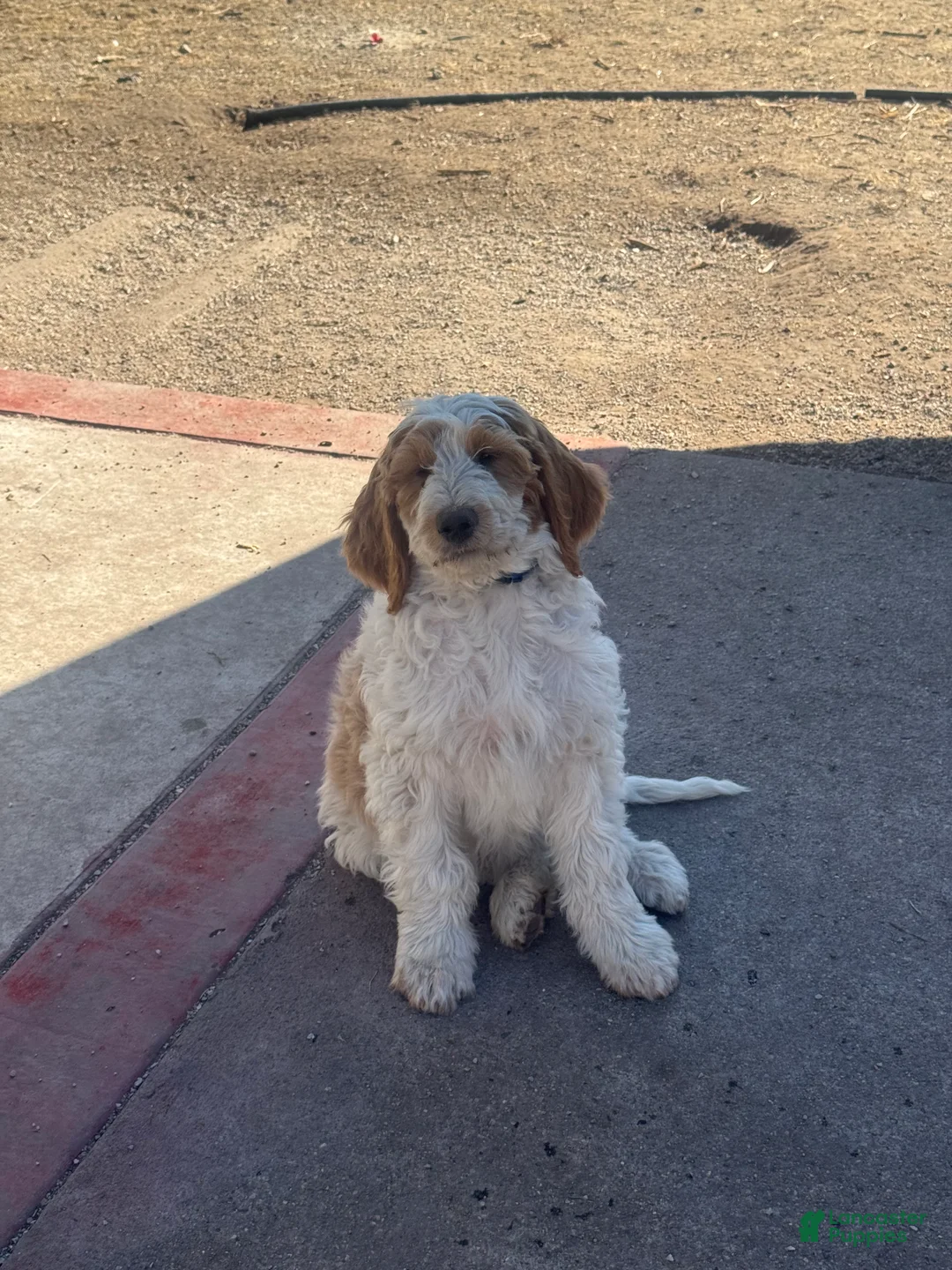 Goldendoodle dogs for sale: Milo - Ad 3