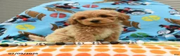 Bichpoo dogs for sale: Curly - Ad 5