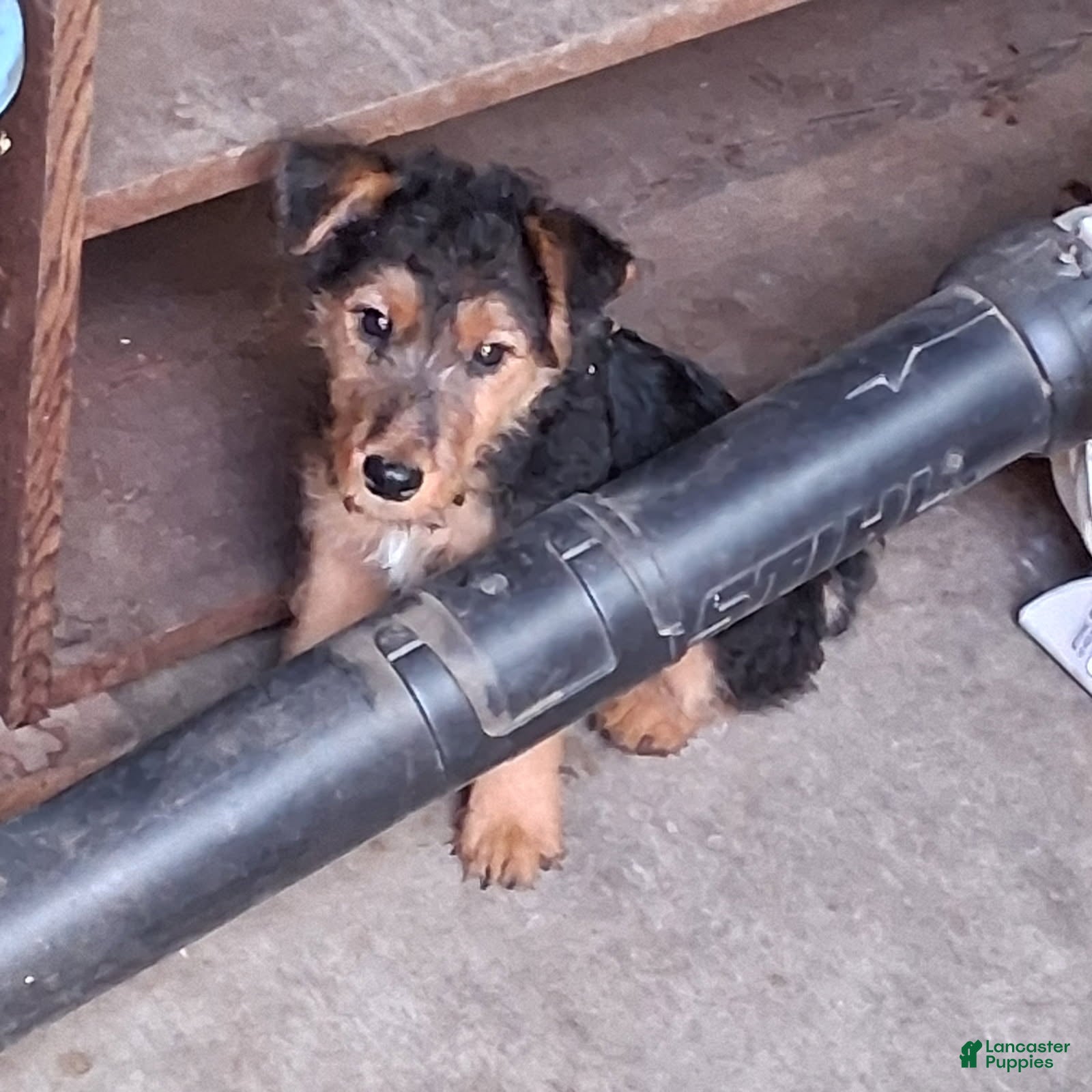 Welsh Terrier dogs Blue Boy - Ad 2
