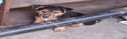 Welsh Terrier dogs for sale: Blue Boy - Ad 2