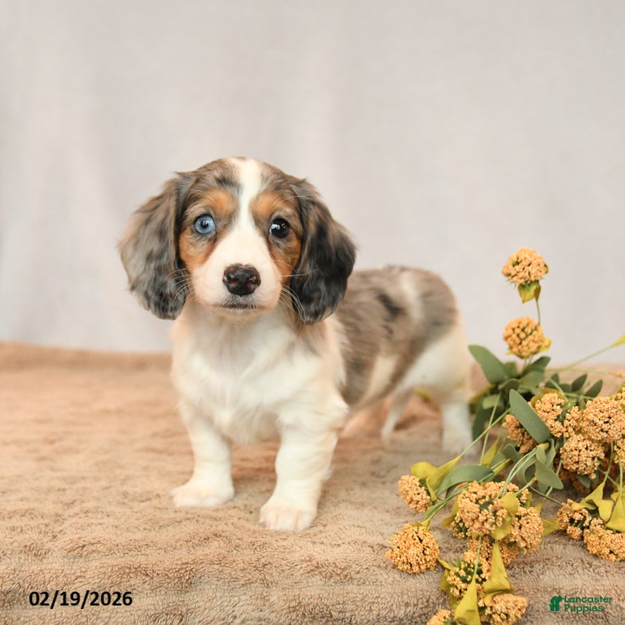 Miniature Dachshund dogs Beauty - Ad 2