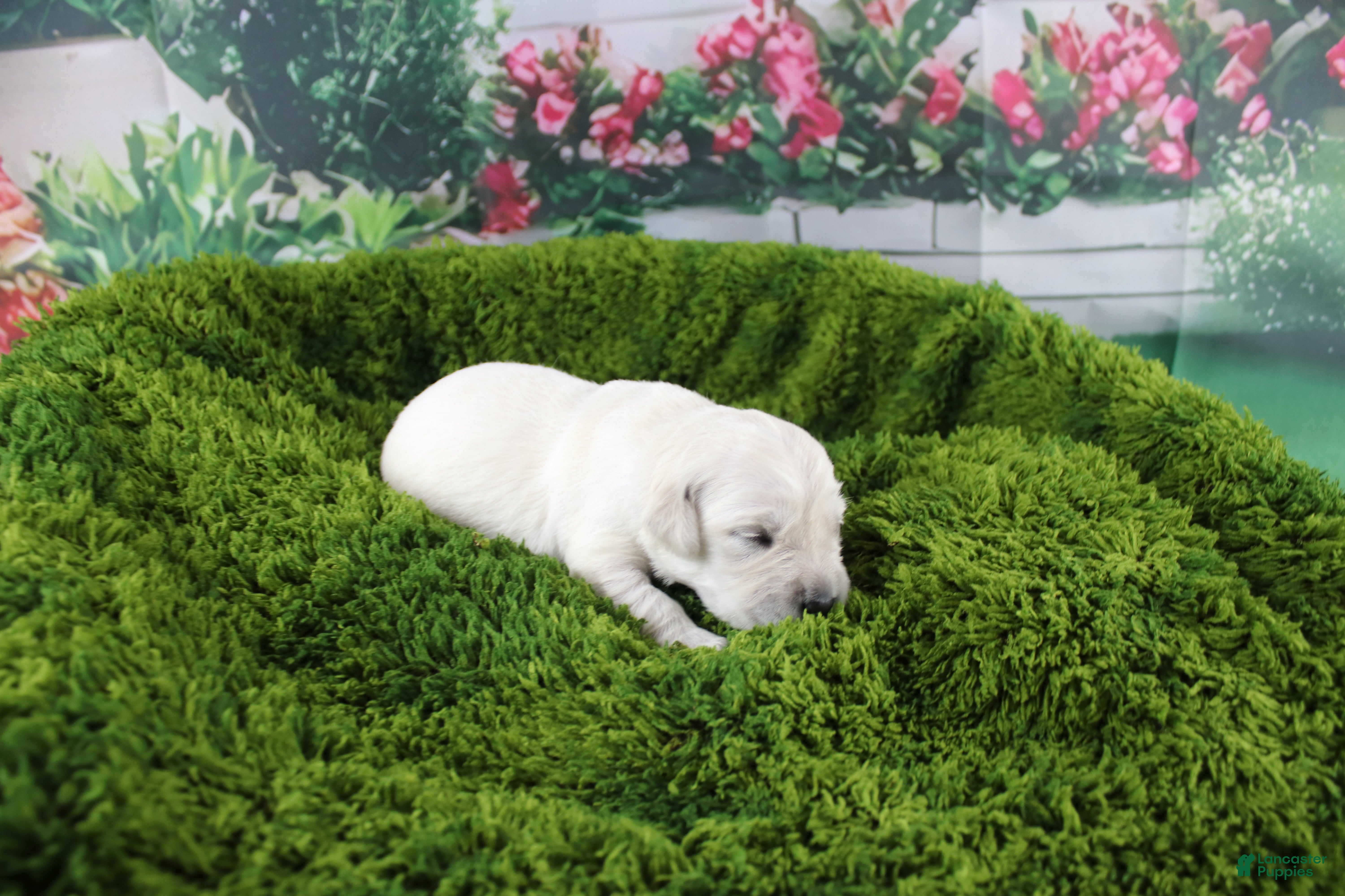 Golden Retriever dogs Ivory - Ad 2