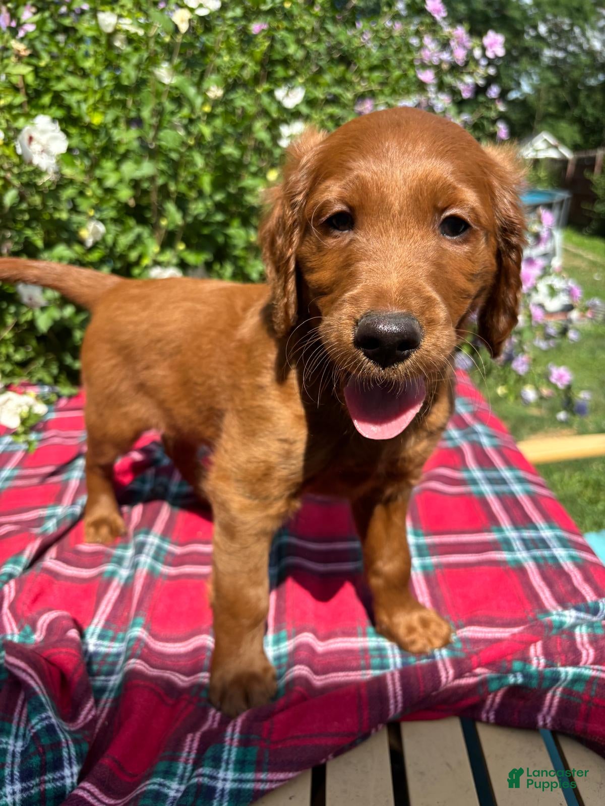 Mixed Breed dogs Rocky - Irish Goldendoodle  - Ad 1