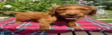Rory - Irish Goldendoodle - male 