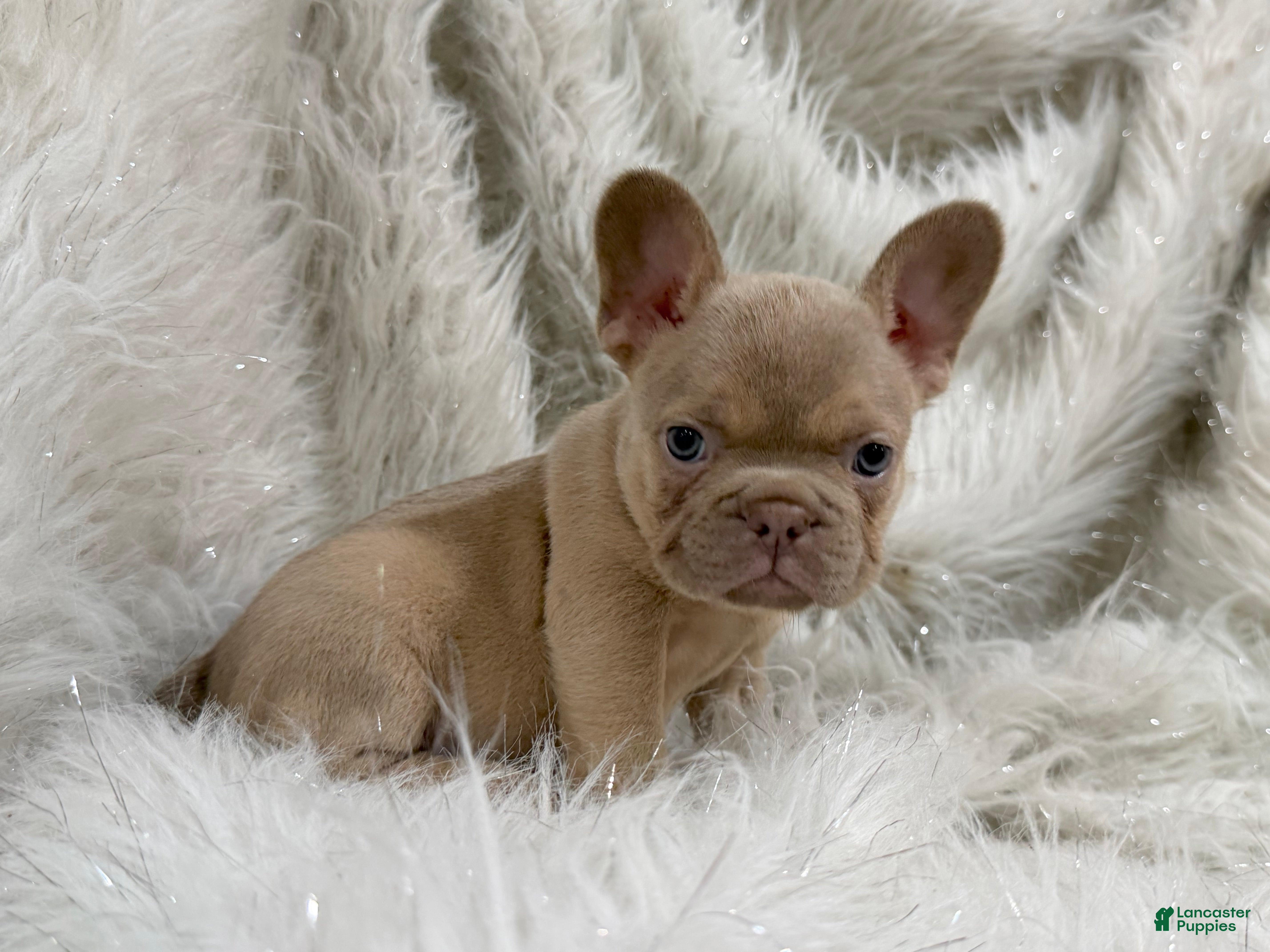 French Bulldog dogs French Bulldog Puppy 5 - Ad 2
