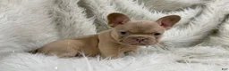 French Bulldog dogs for sale: French Bulldog Puppy 5 - Ad 2