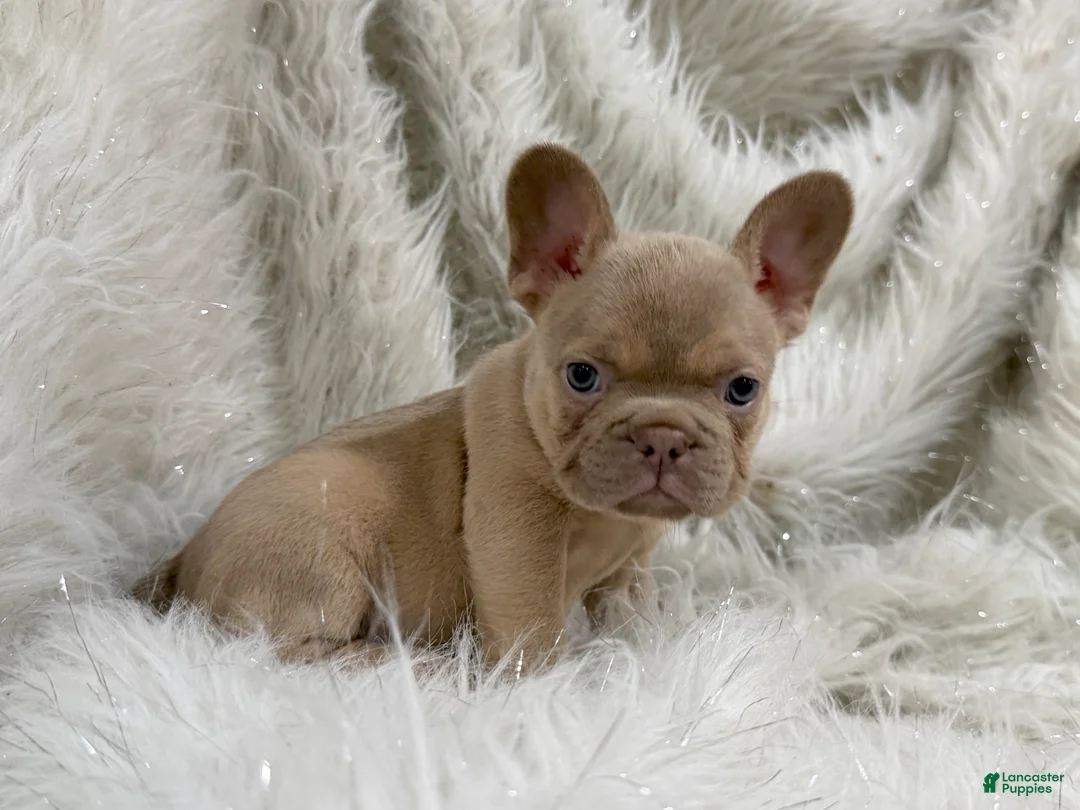 French Bulldog dogs for sale: French Bulldog Puppy 5 - Ad 2