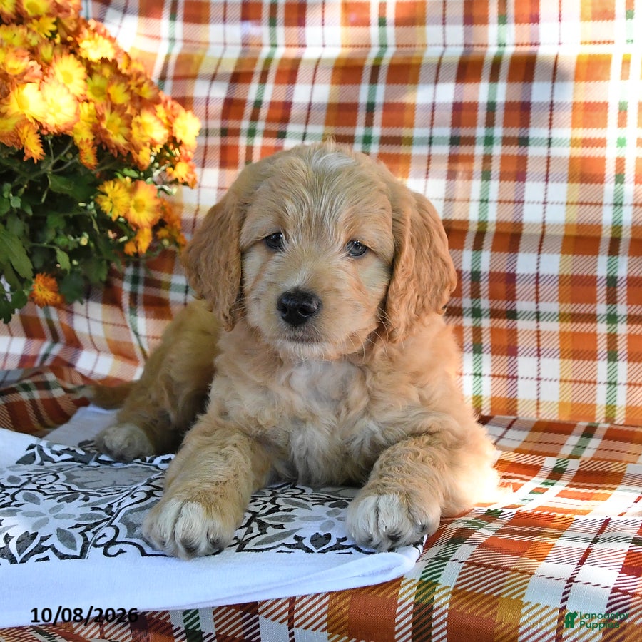 Mini Goldendoodle dogs Arther - Ad 1