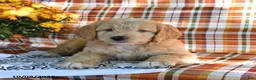 Mini Goldendoodle dogs for sale: Arther - Ad 1