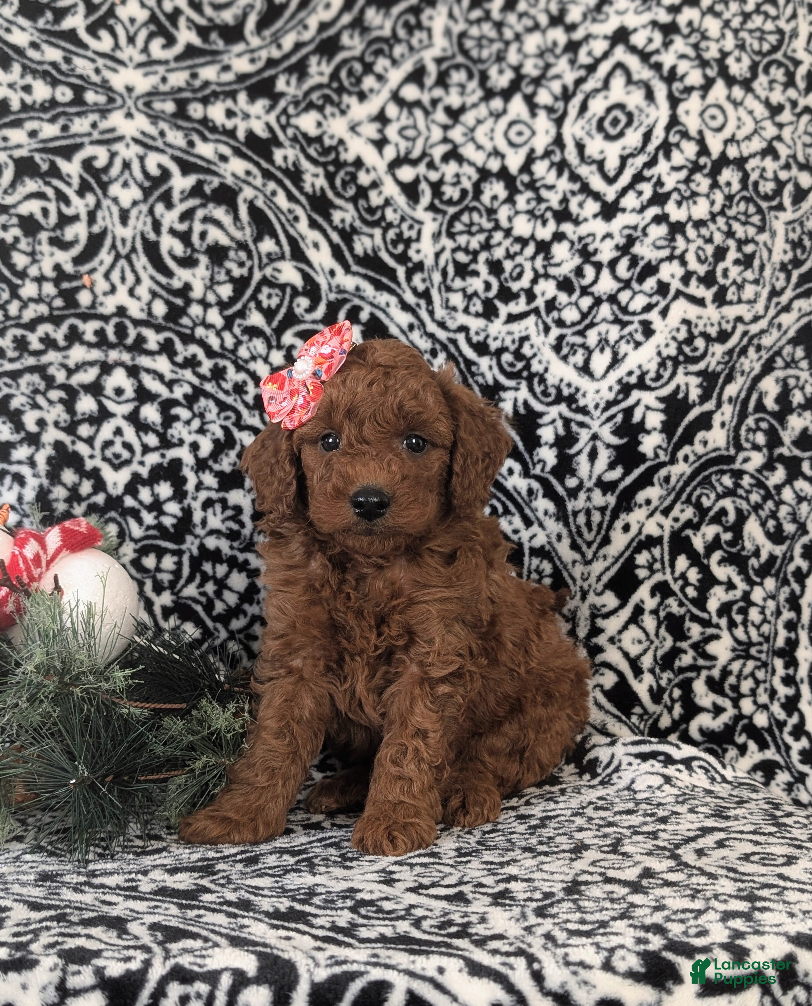 Mixed Breed dogs Charity Hypoallergenic - Ad 37