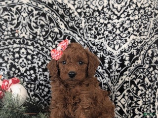 Mixed Breed dogs Charity Hypoallergenic - Ad 24