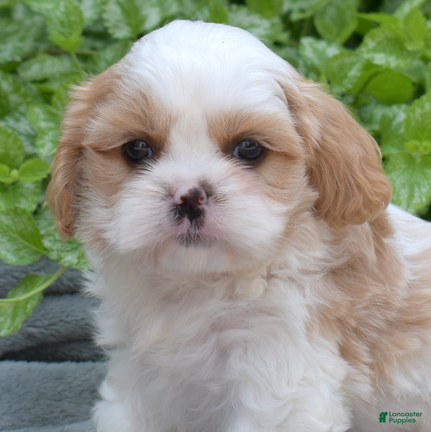 Mixed Breed dogs Timber - Ad 1