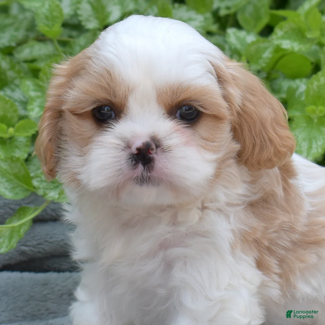Mixed Breed dogs for sale: Timber - Ad 1