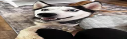 Siberian Husky dogs for sale: Blue  - Ad 3