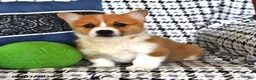 Welsh Corgi Pembroke dogs for sale: Bella   - Ad 2