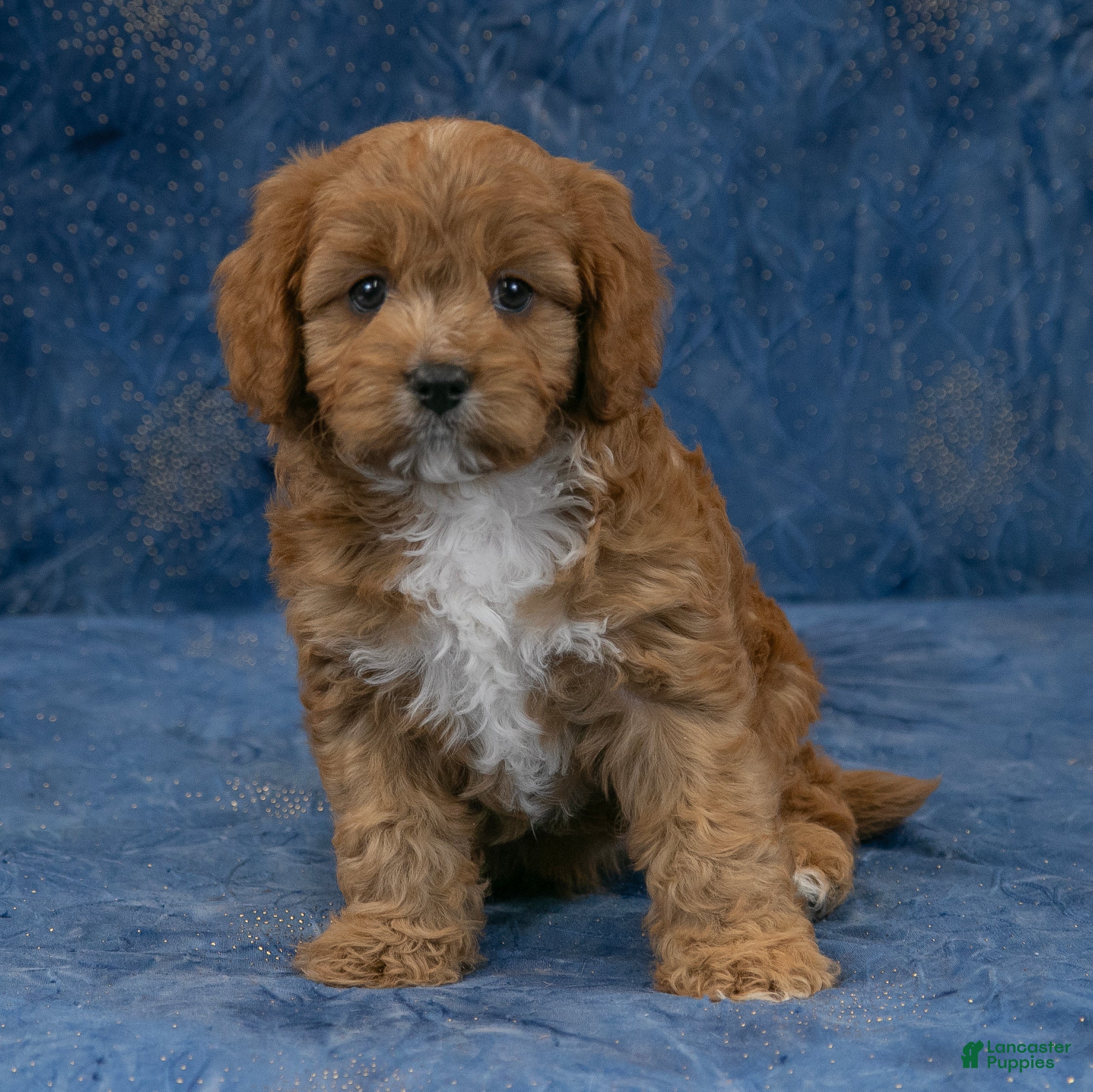 Cavapoo dogs Buster - Ad 9