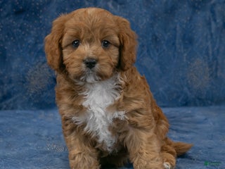 Cavapoo dogs Buster - Ad 9