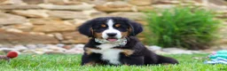 Bernese Mountain Dog dogs for sale: Willow - Ad 4